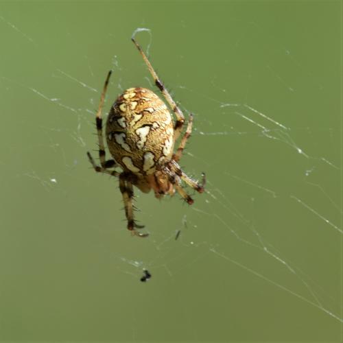Neoscona byzanthina